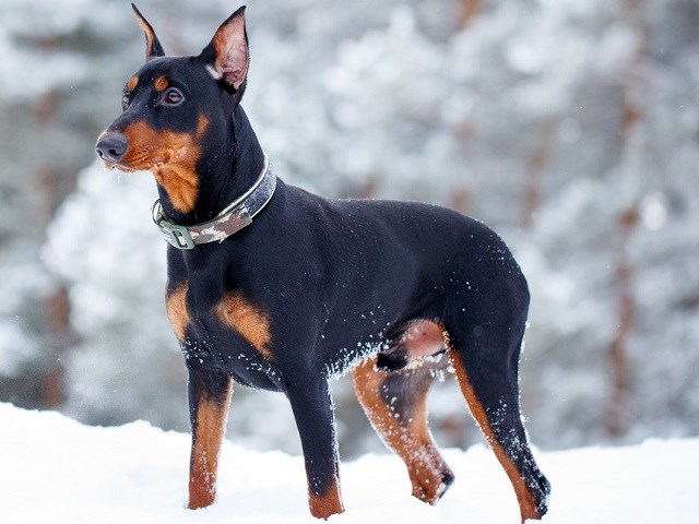 German Pinscher thumbnail